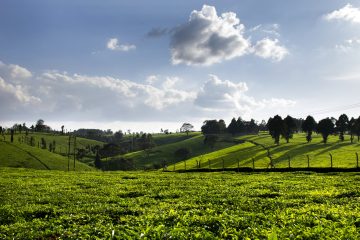 limuru tea farm